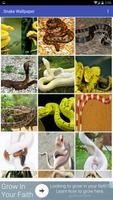 Snake Wallpaper Affiche