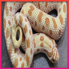 Snake Wallpapers 图标