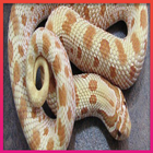 Snake Wallpapers biểu tượng