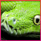 Snake Wallpapers ikona