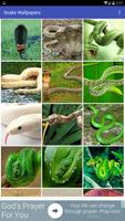 Snake Wallpapers plakat