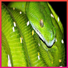 Snakes Wallpapers icône