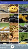 Snakes Wallpapers Affiche