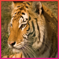 Tiger Wallpaper HD