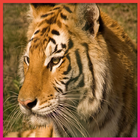 Tiger Wallpaper HD icône