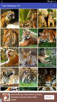 Tiger Wallpaper HD Affiche