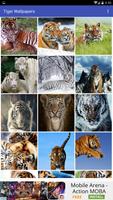 Tiger Wallpapers 海报