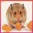 Hamster HD Wallpapers أيقونة