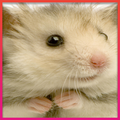 Hamster Wallpaper