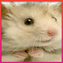 Hamster Wallpaper APK