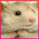 Hamster Wallpaper ikon