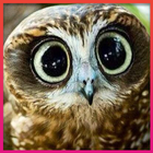 Owl Wallpapers 图标