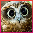Owl Wallpapers icono