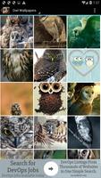 Owl Wallpapers پوسٹر