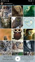 Owl Wallpapers 포스터