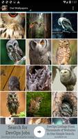 Owl Wallpapers تصوير الشاشة 1