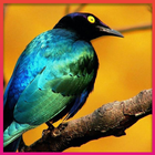 Bird HD Wallpaper ikona
