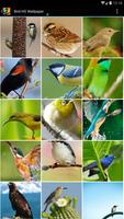 Bird HD Wallpaper ポスター