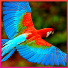 Bird Wallpapers Zeichen