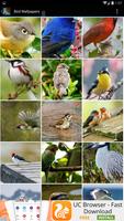 برنامه‌نما Bird Wallpapers عکس از صفحه