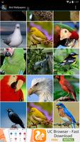 برنامه‌نما Bird Wallpapers عکس از صفحه