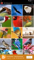 Bird Wallpaper HD poster