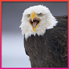 Eagle Wallpapers أيقونة