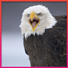 Eagle Wallpapers آئیکن