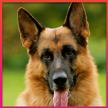 German HD Shepherd Wallpaper