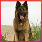 German Shepherd Wallpapers ไอคอน