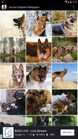 German Shepherd Wallpapers โปสเตอร์