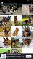 German Shepherd Wallpapers 截圖 1