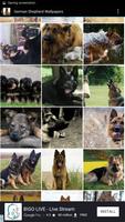 برنامه‌نما German Shepherd Wallpapers عکس از صفحه