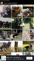 German Shepherd Wallpapers captura de pantalla 2