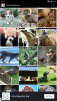 Animal Wallpaper imagem de tela 1