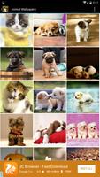 Animal Wallpapers Affiche