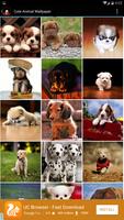 Cute Animal Wallpaper Affiche