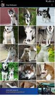 Dog Wallpaper plakat