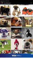 Dog Wallpapers تصوير الشاشة 1