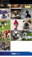 Dog Wallpapers تصوير الشاشة 2