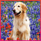 Golden Retriever Wallpaper icon