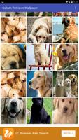 Golden Retriever Wallpaper screenshot 1