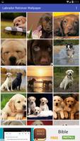 Labrador Retriever Wallpaper الملصق