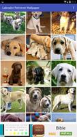 Labrador Retriever Wallpaper ảnh chụp màn hình 1