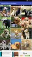 Labrador Retriever Wallpaper تصوير الشاشة 2