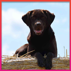 Labrador Retrievers Wallpaper-icoon