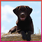 Labrador Retrievers Wallpaper icône