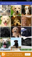 Labrador Retrievers Wallpaper poster