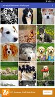 Labrador Retrievers Wallpaper 스크린샷 1