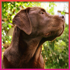 Labradors Retriever Wallpaper Zeichen